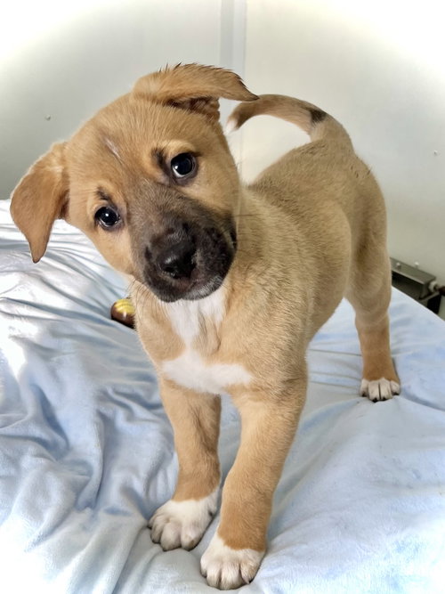 picture of the dog needing adoption