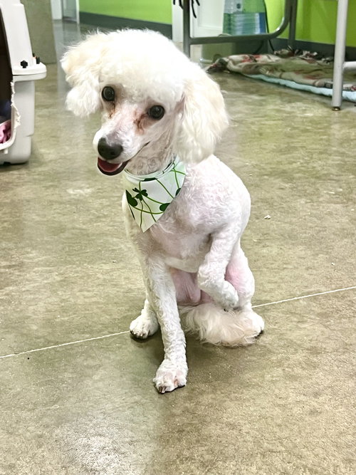 picture of the dog needing adoption