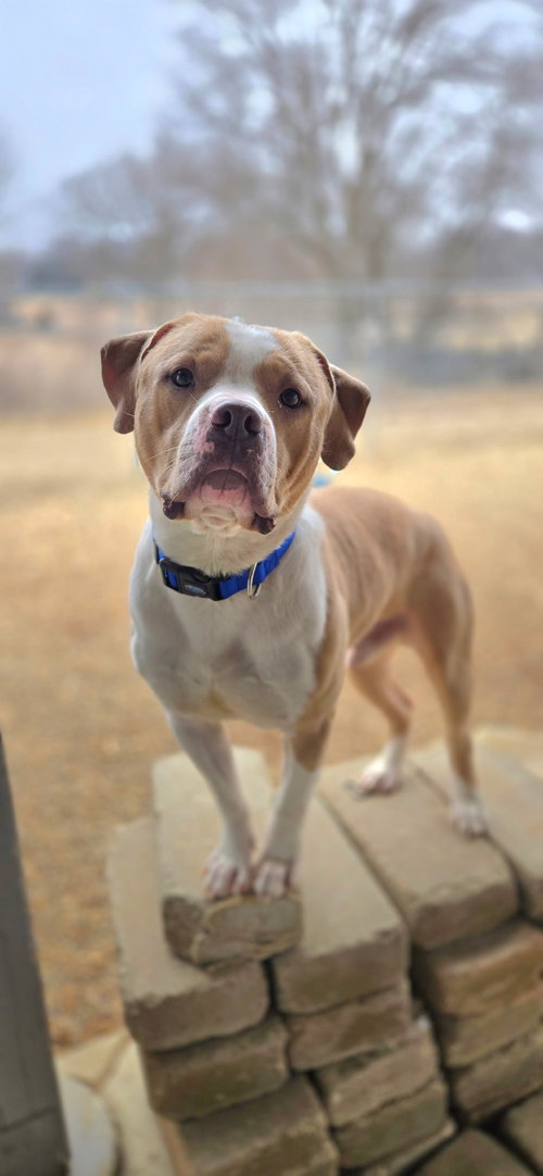 Simba, an adoptable Staffordshire Bull Terrier in Estherville, IA