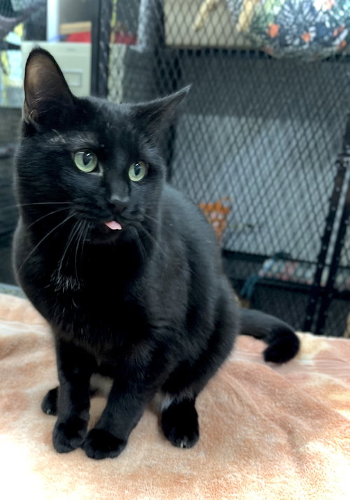 picture of the cat needing adoption