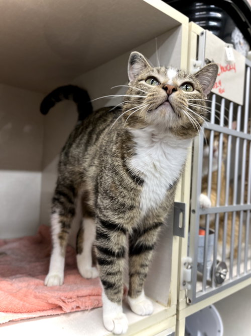 picture of the cat needing adoption