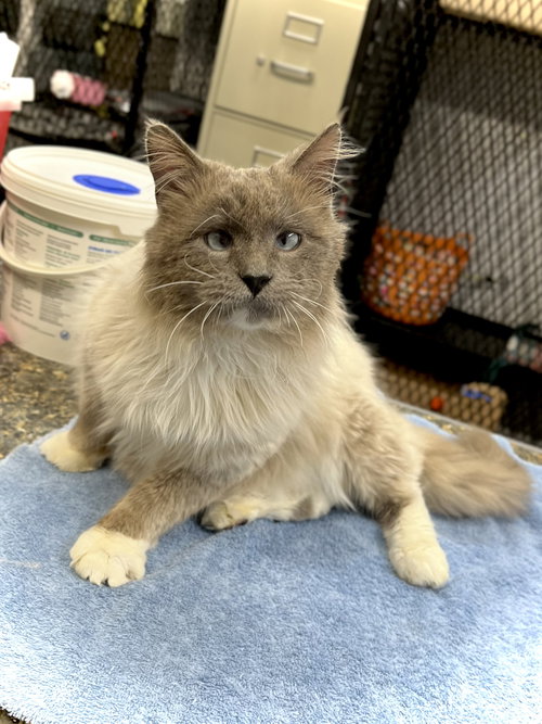 picture of the cat needing adoption