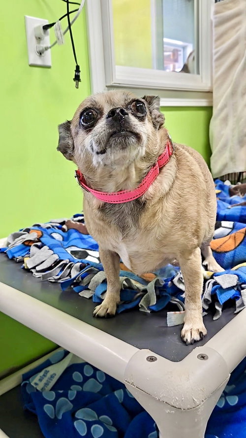 Bella, an adoptable Chihuahua in Estherville, IA