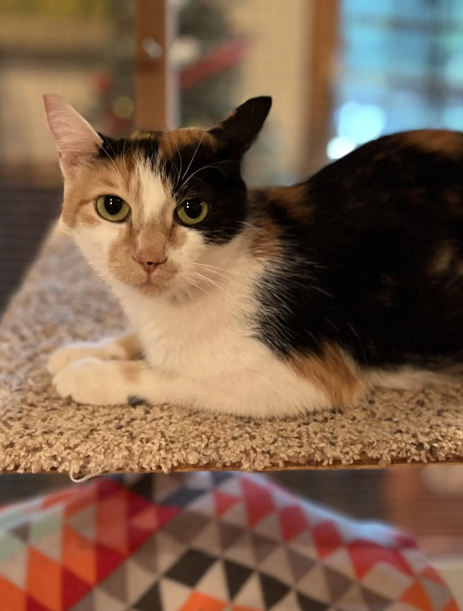 Lo - Domestic Short Hair