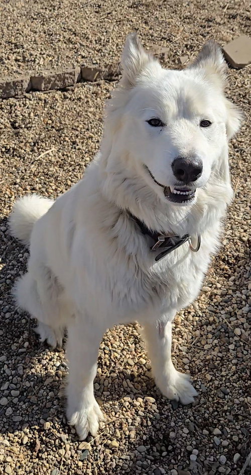 picture of the dog needing adoption