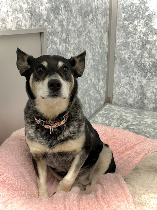 Viola, an adoptable Australian Cattle Dog in Estherville, IA