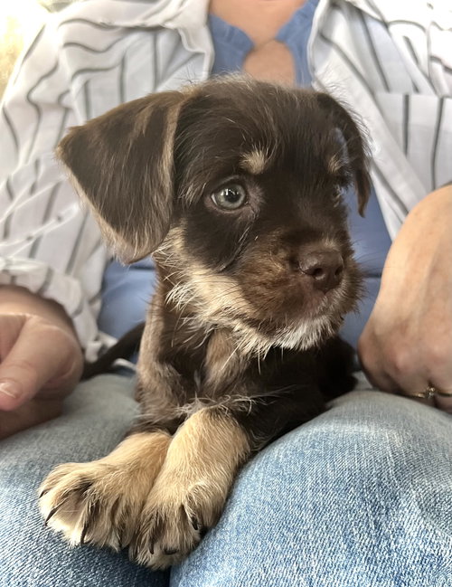 picture of the dog needing adoption