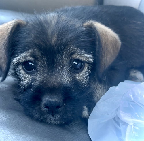 picture of the dog needing adoption