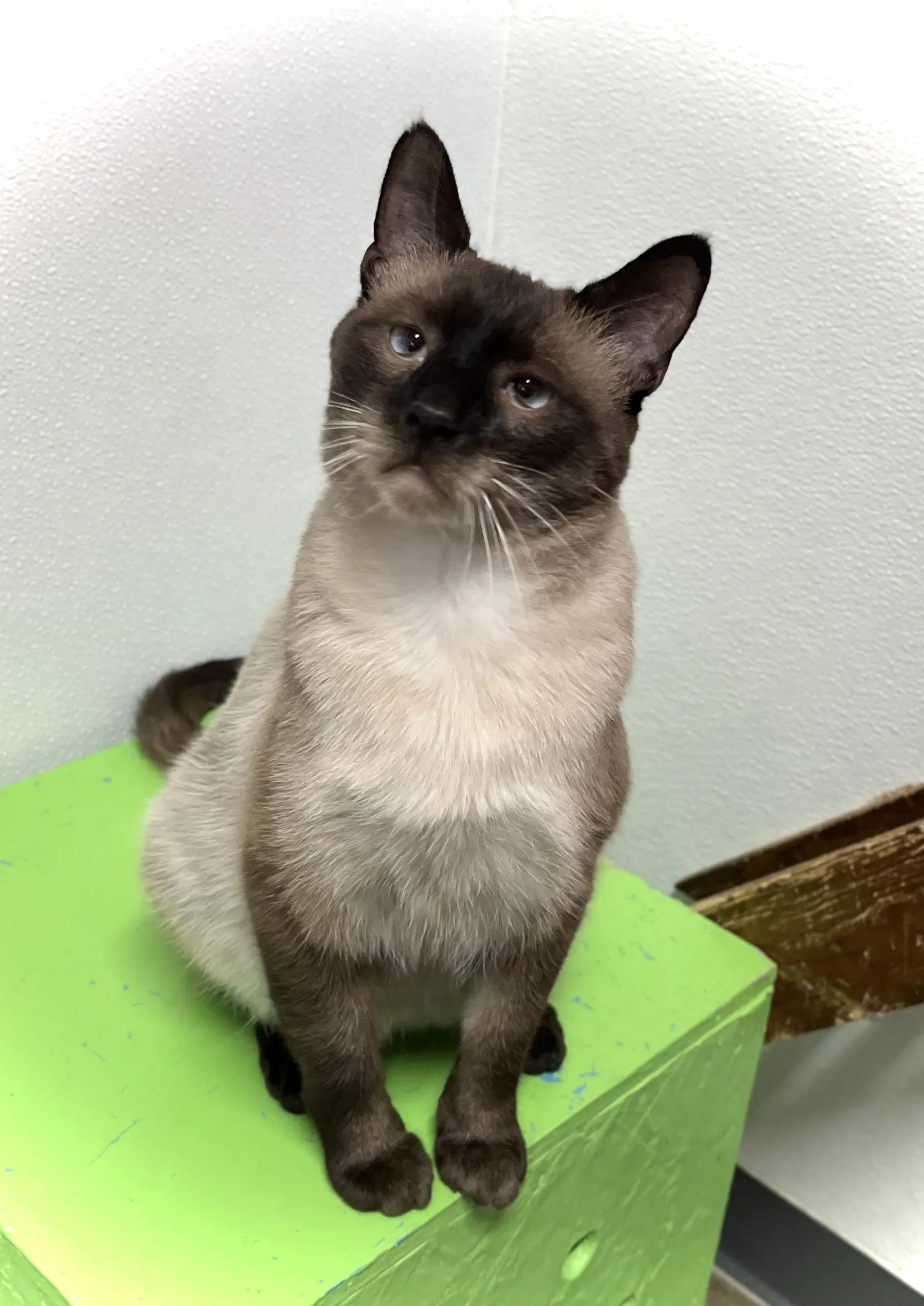 Hector - Siamese