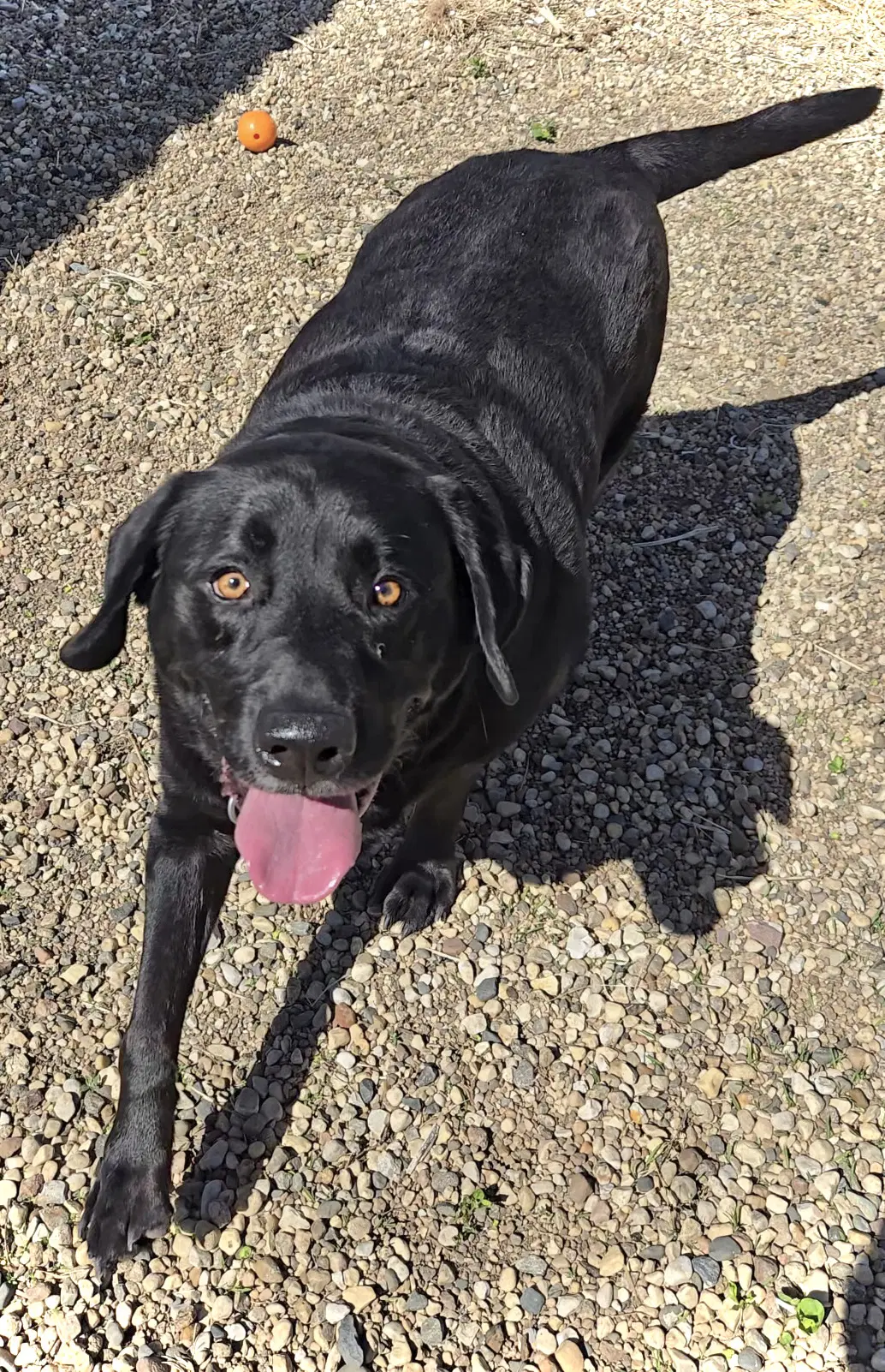 Buckey - Labrador Retriever