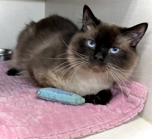 King Julian, an adoptable Himalayan in Estherville, IA