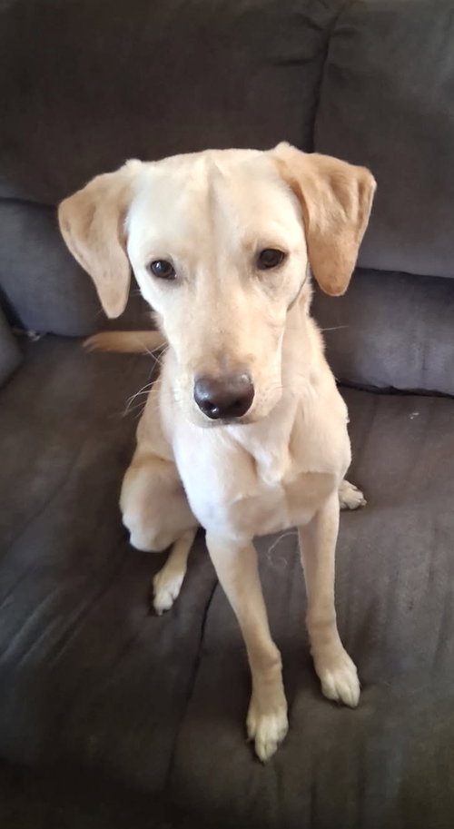 picture of the dog needing adoption