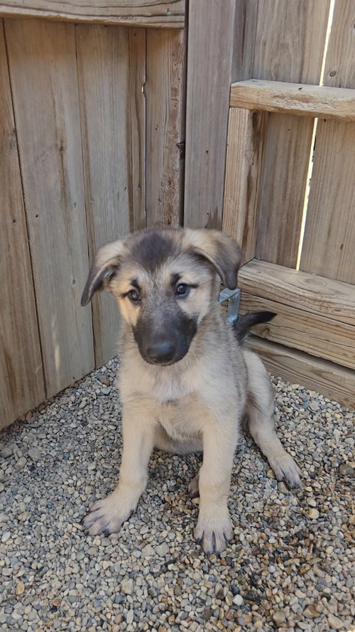 Rye, an adoptable Shepherd in Estherville, IA