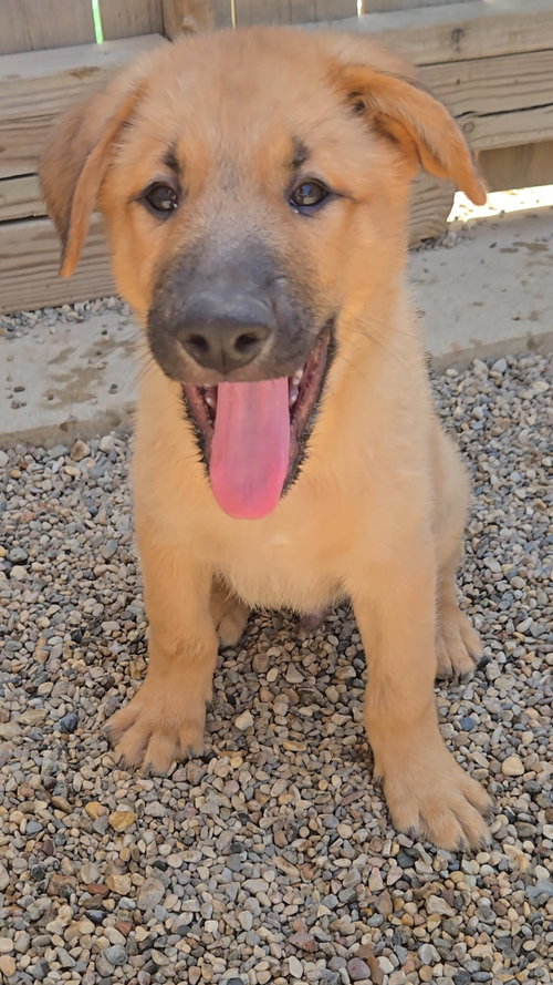 Wheat, an adoptable Shepherd in Estherville, IA