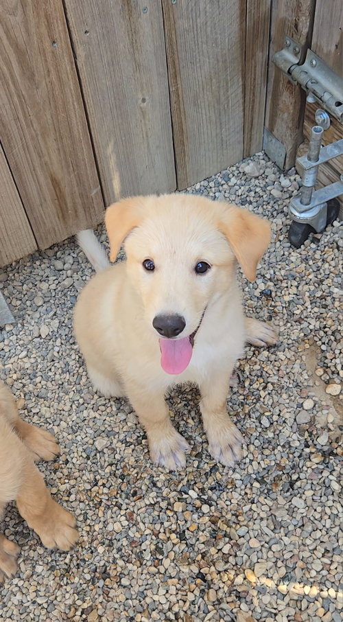Sourdough, an adoptable Shepherd in Estherville, IA
