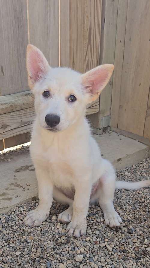 Brioche, an adoptable Shepherd in Estherville, IA