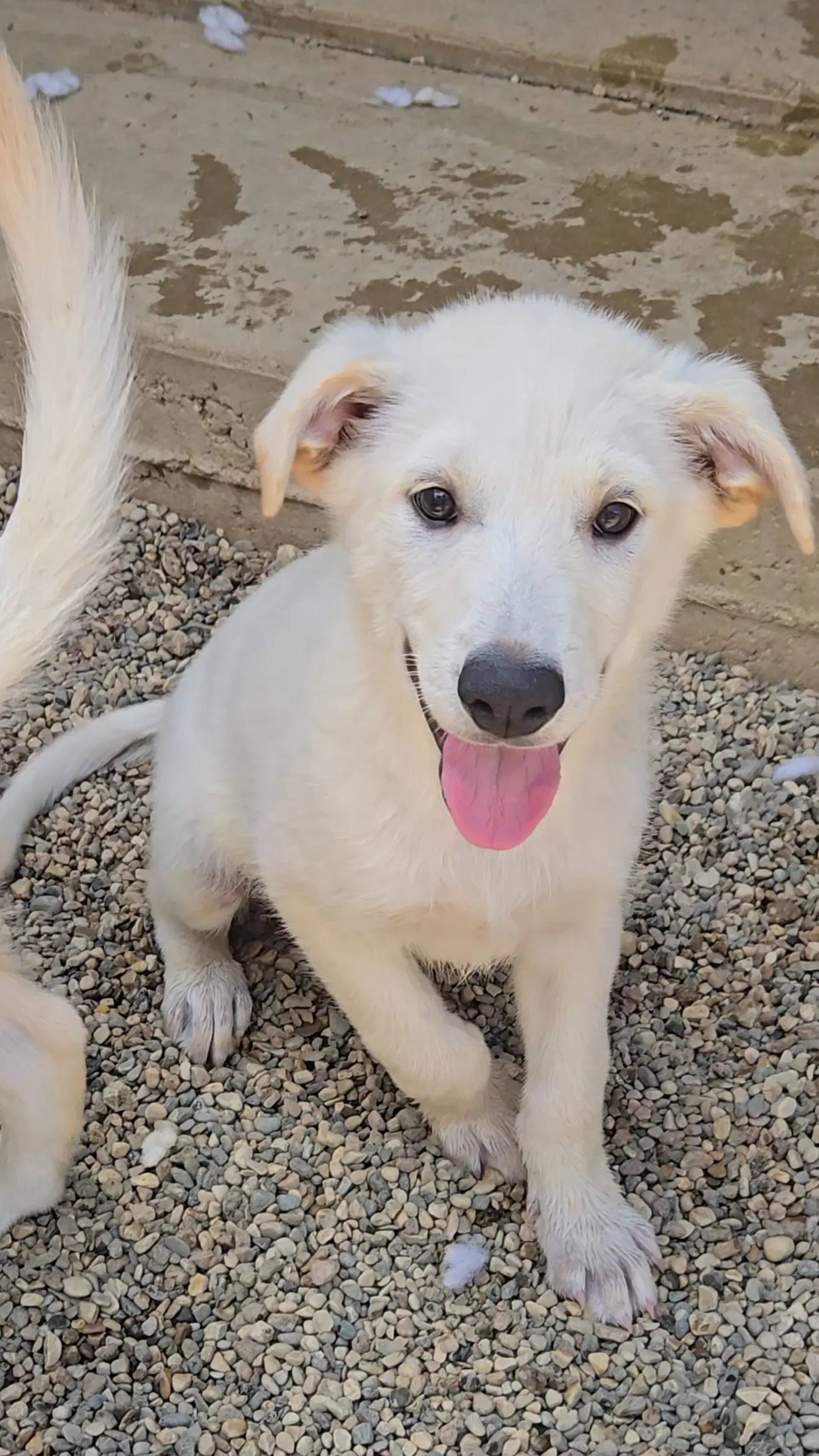 Pita - Shepherd