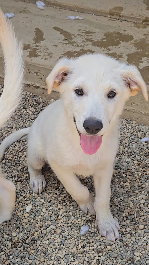 Pita, an adoptable Shepherd in Estherville, IA