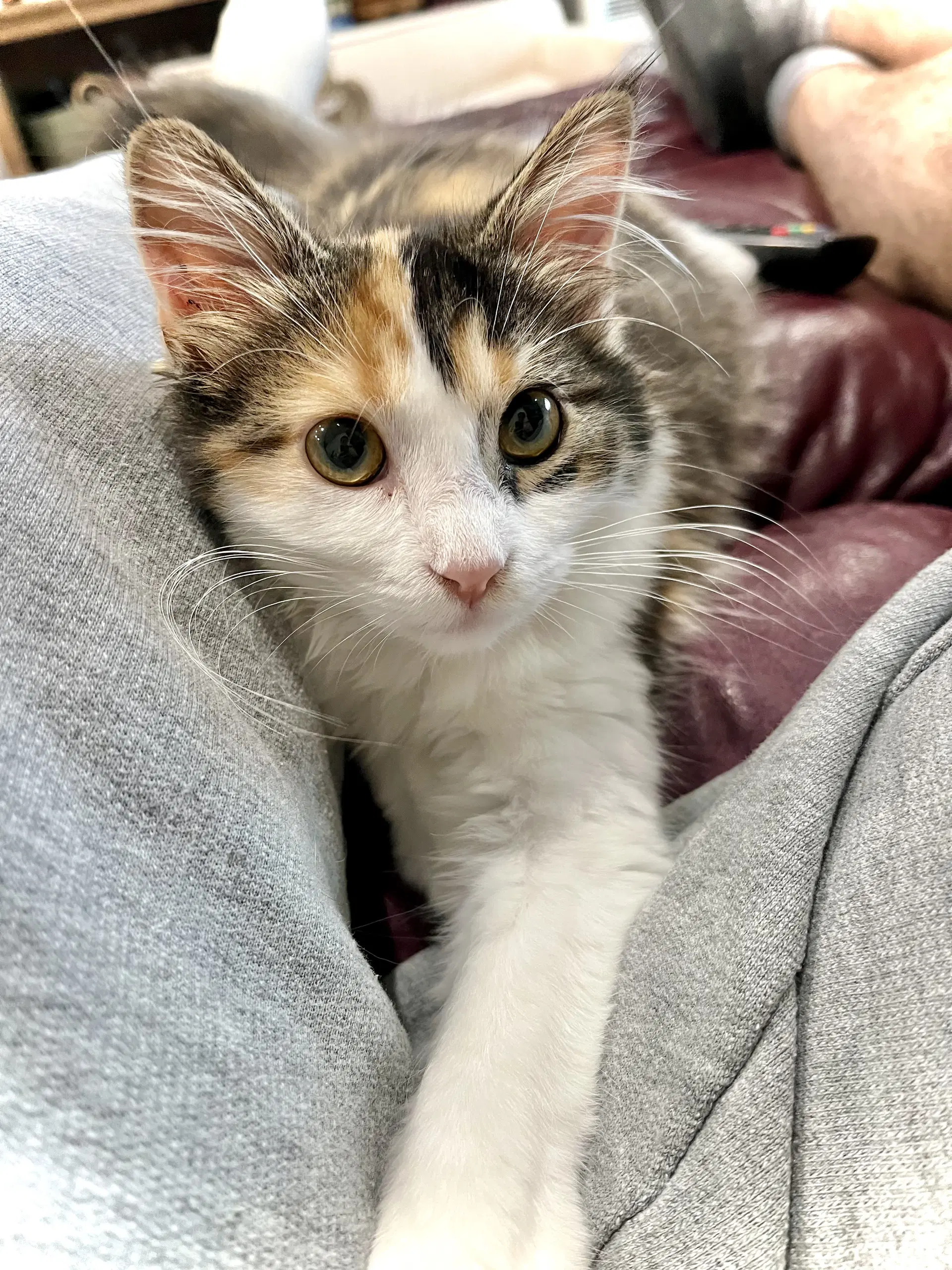 Mewly Cyrus - Domestic Long Hair