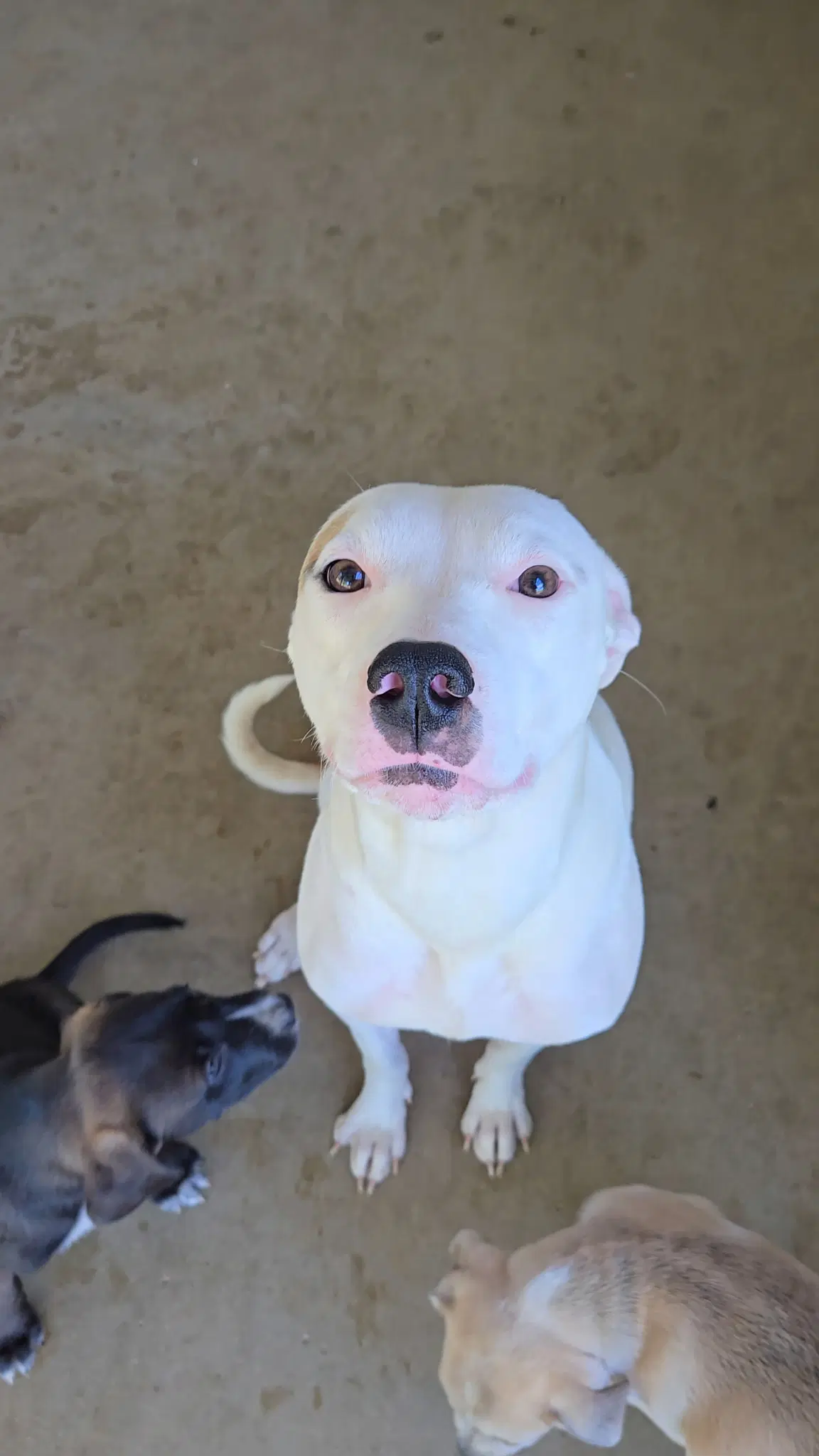 Inara - Pit Bull Terrier