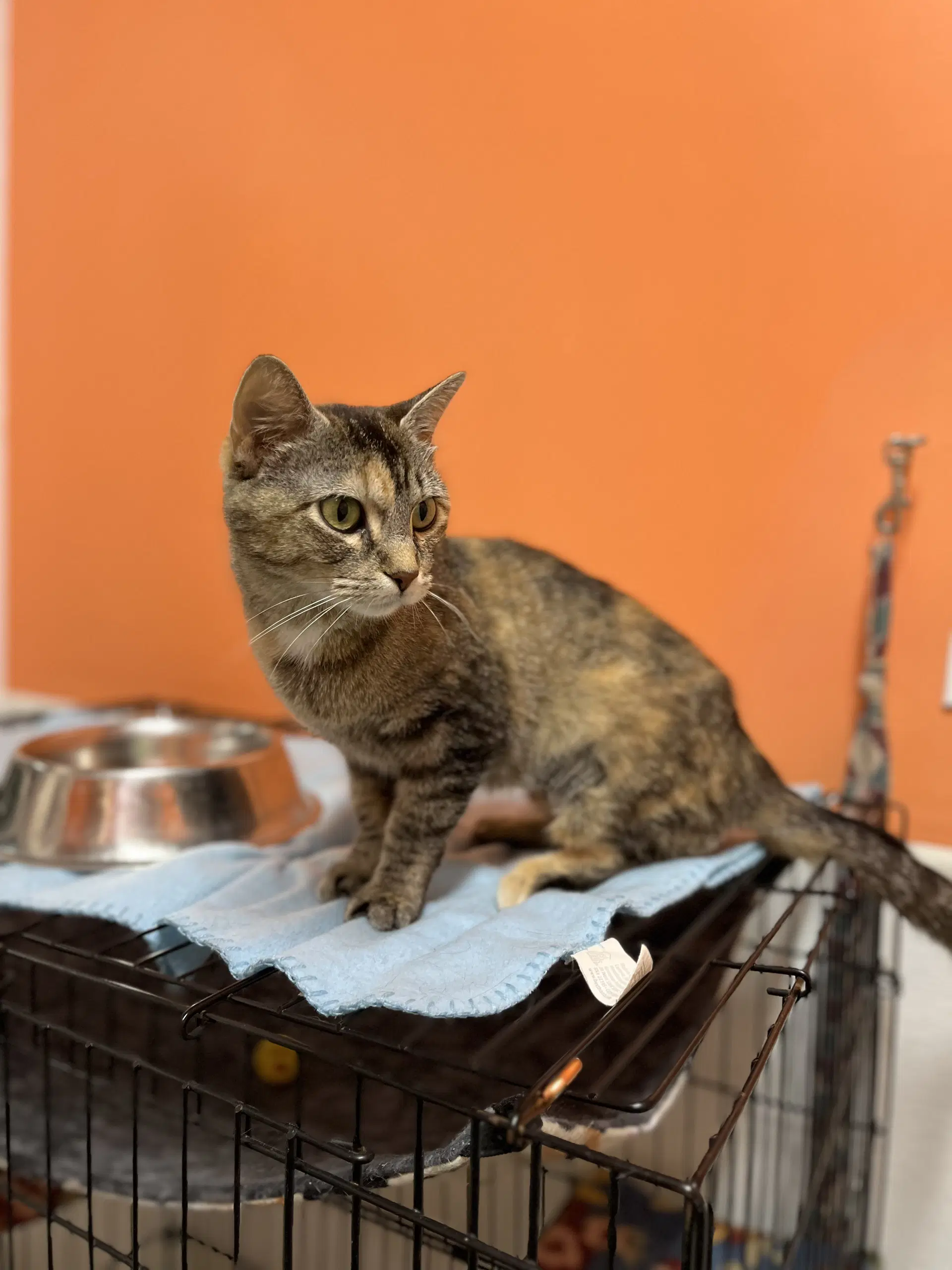Fox - Domestic Short Hair