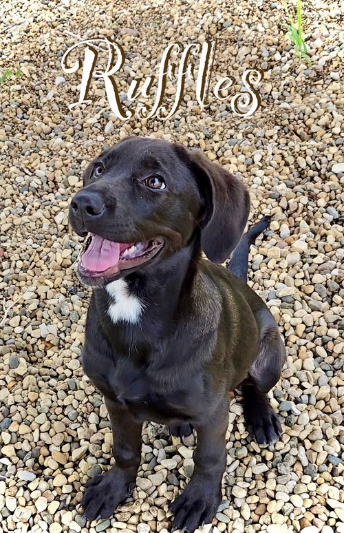 Ruffles, an adoptable Labrador Retriever in Estherville, IA