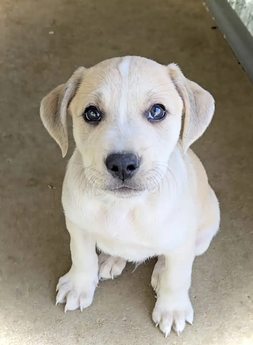 Shepherd - Pit Bull Terrier
