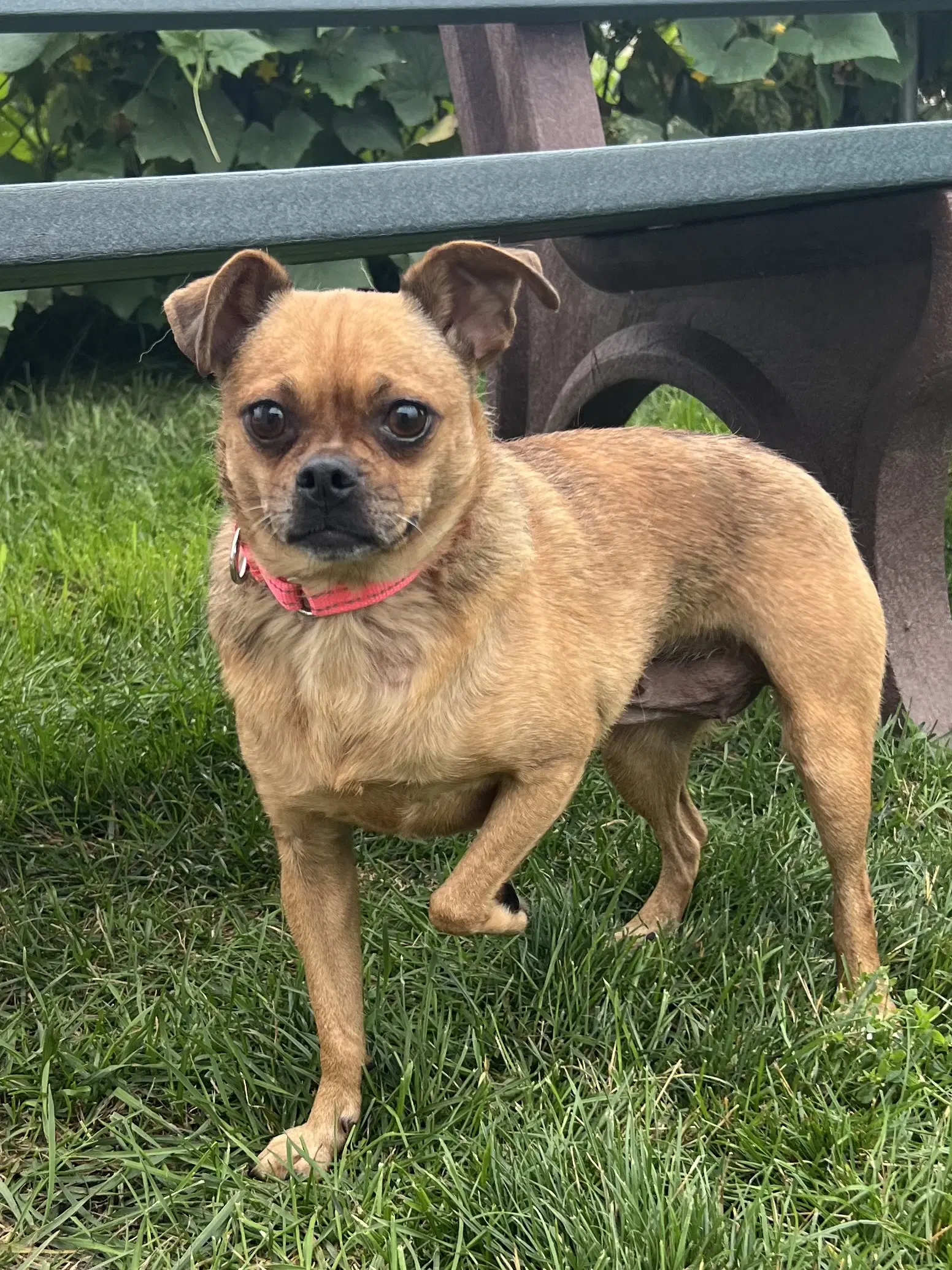Sugar - Chihuahua