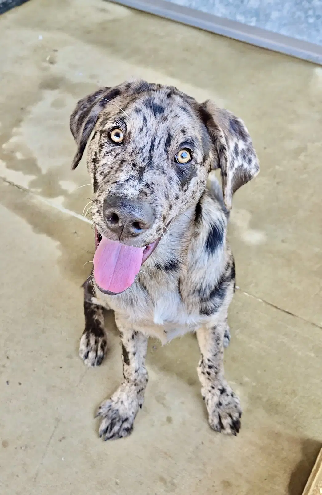 Merle - Catahoula Leopard Dog