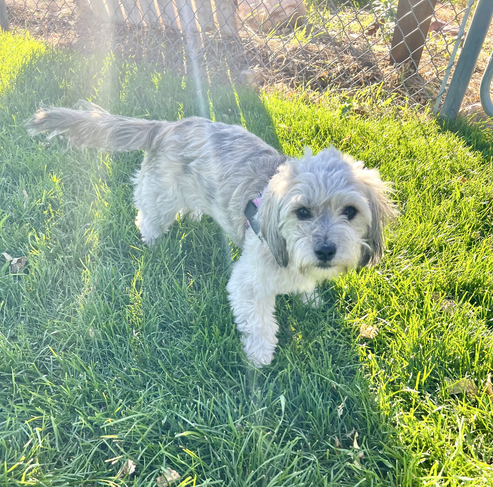 Shelby, photo 4