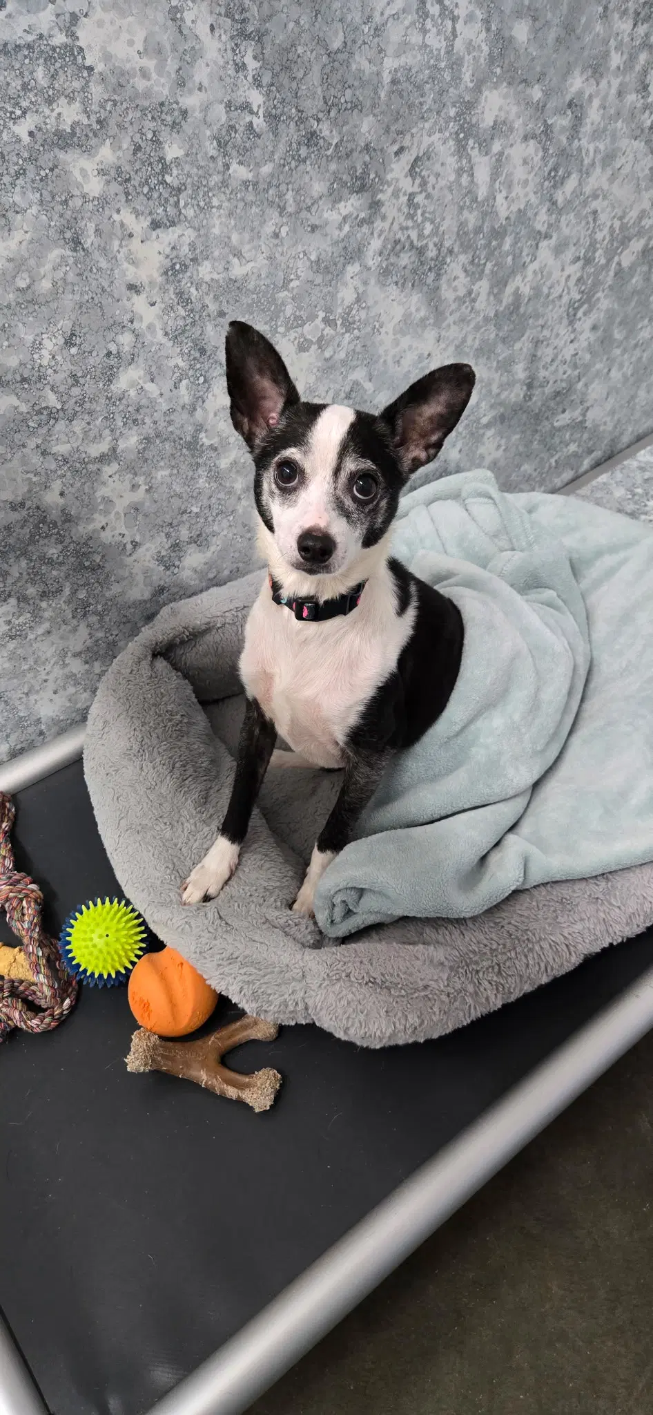 Mario - Rat Terrier