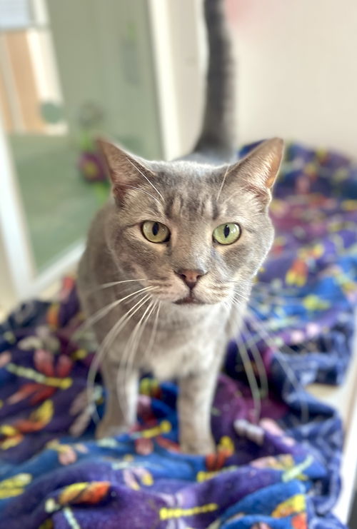 picture of the cat needing adoption