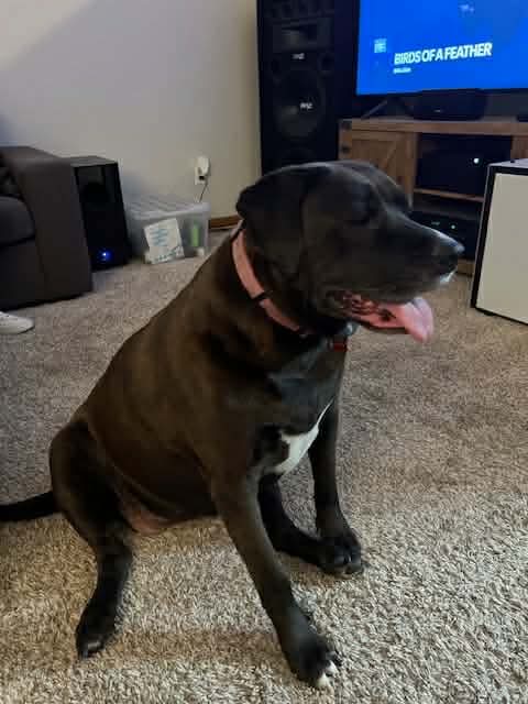 ARUBA NKA TIZZY - Labrador Retriever / Border Collie available for adoption
