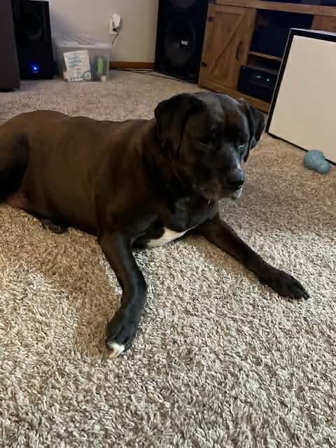 ARUBA NKA TIZZY - Labrador Retriever / Border Collie available for adoption