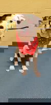 Darius