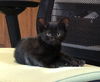 EMBER