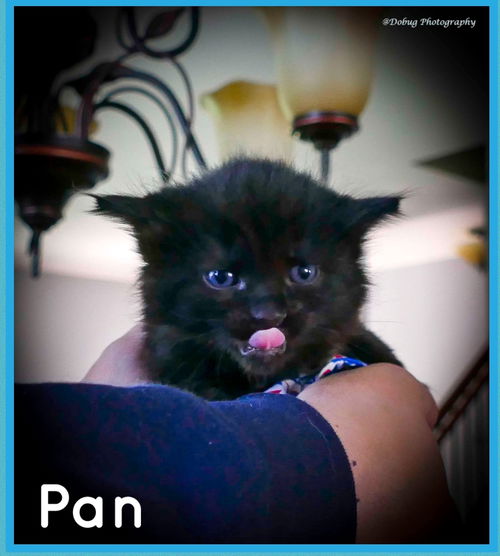 PAN