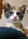ATHENA