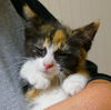 ATHENA