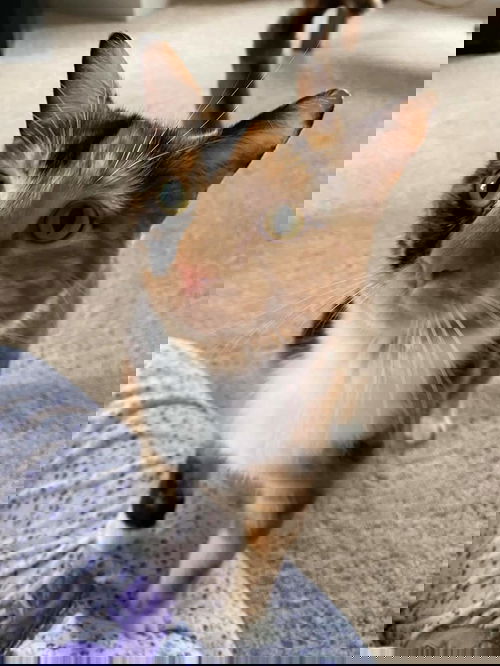 FLIDDISH