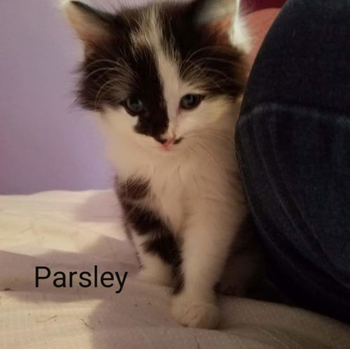 PARSLEY