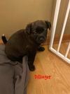 Dillinger