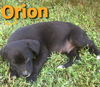 Orion