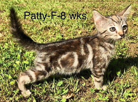 PATTY