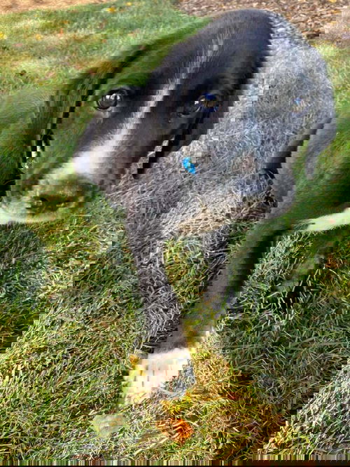 Elmer