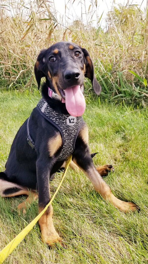 Elvira