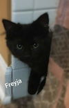 FREYJA