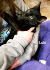 LOKI