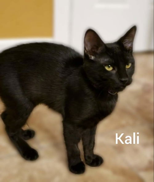 KALI