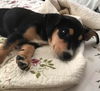 Elsie